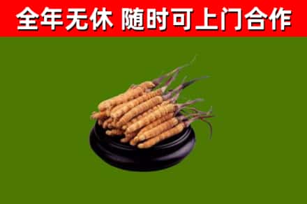 荆州回收散虫草