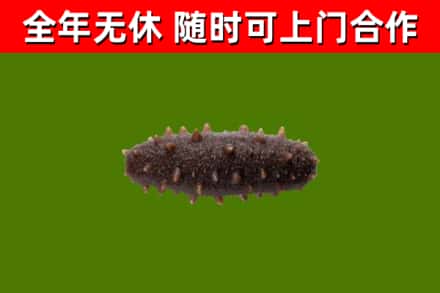 荆州回收海参干